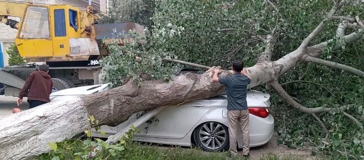 Salyanda iri gövdəli ağac maşının üzərinə düşüb
