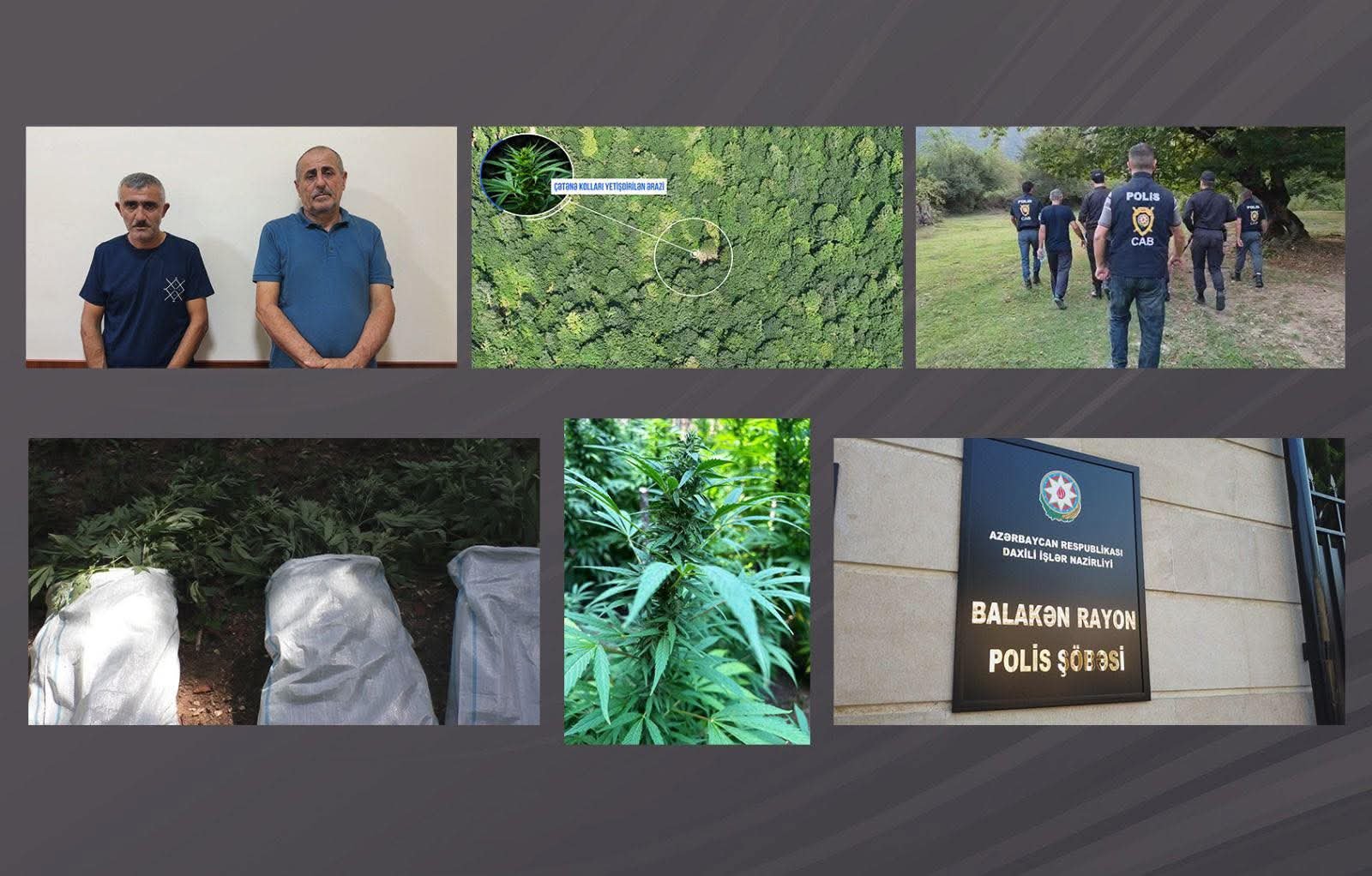 Balakəndə dağlarda narkoplantasiya aşkarlandı