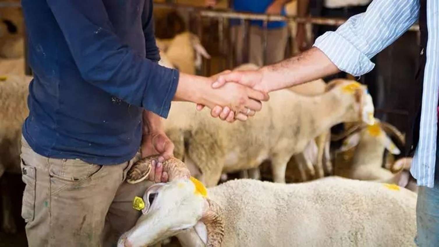 Qurbanlıq heyvanlar bahalaşdı - 300 manatdan...
