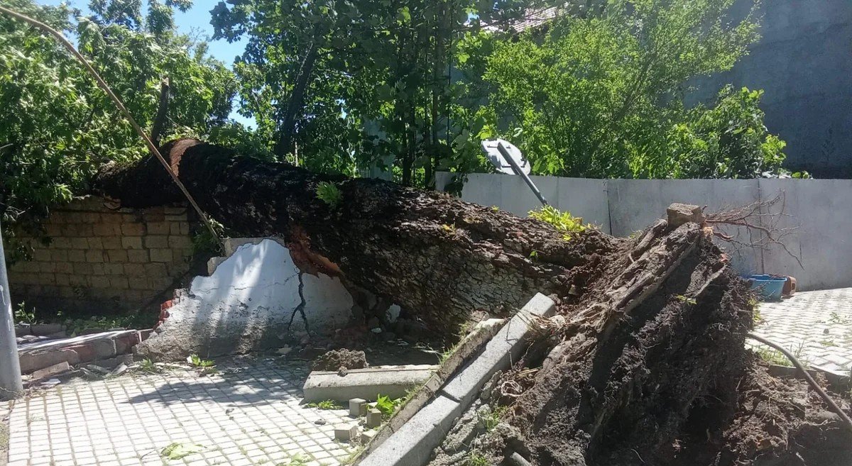 İsmayıllıda güclü külək irigövdəli ağacları aşırıb
