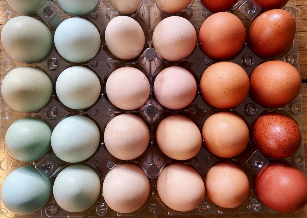 Qiymətlər rekord həddə enə bilər: Yumurta bazarında nə baş verir?