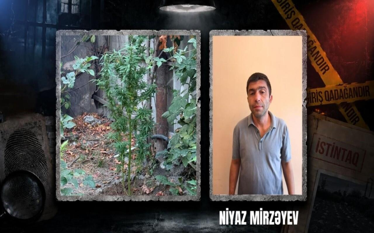 Narkotik tərkibli bitkilər yetişdirən şəxs tutuldu